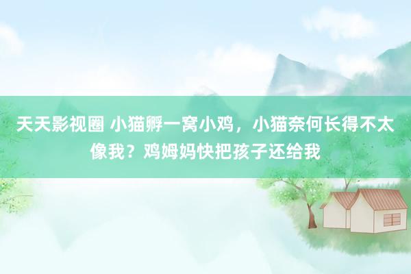 天天影视圈 小猫孵一窝小鸡，小猫奈何长得不太像我？鸡姆妈快把孩子还给我